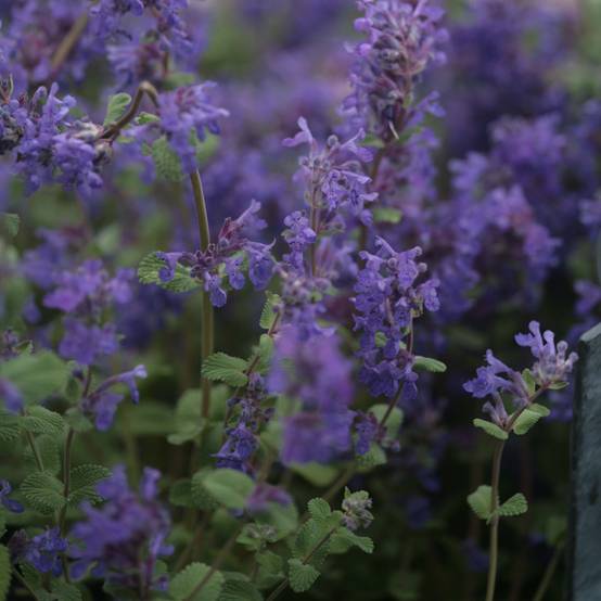 Promesse de Fleurs - Népéta racemosa Grog - Chataire Godet de 8/9 cm