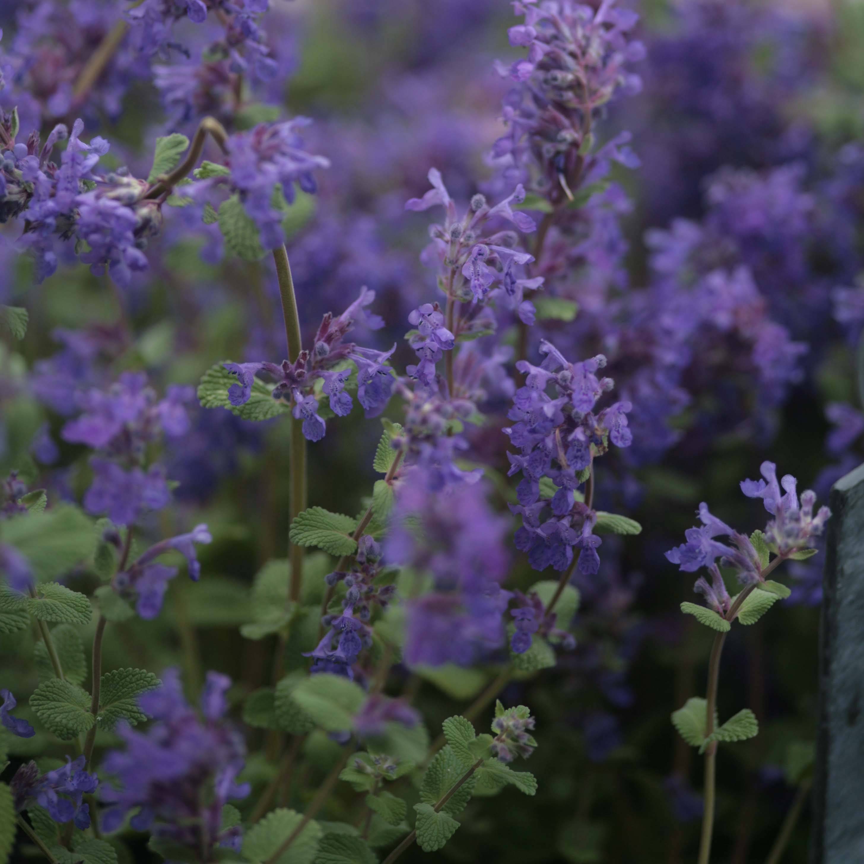 Promesse de Fleurs - Népéta racemosa Grog - Chataire Godet de 8/9 cm