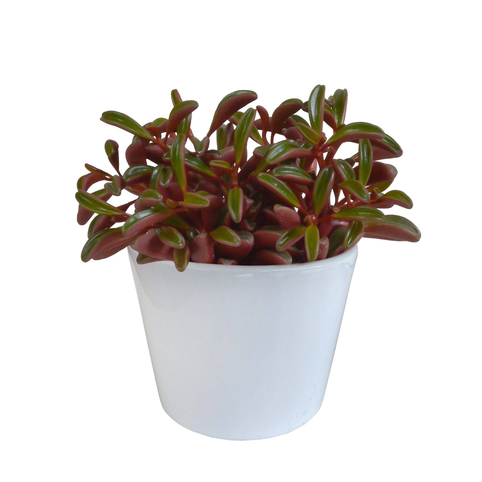Peperomia 'graveolens' et son cache-pot blanc- La Green Touch