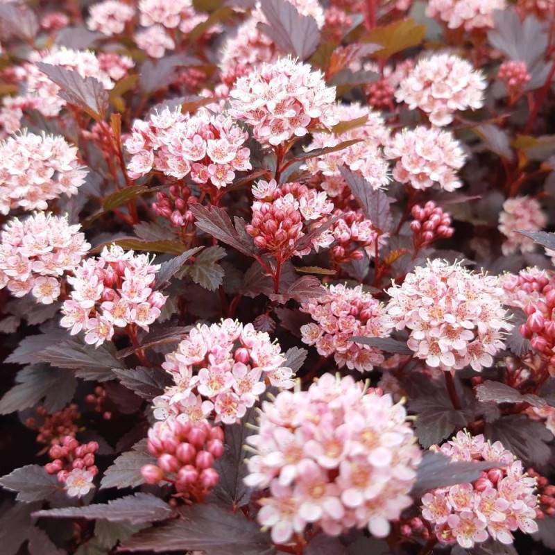 Physocarpus Little Joker® 'Hoogi041', Physocarpe à fleurs Blanche/ - feuillage Caduc - Pot de 3L - 40/60 cm - Image 2