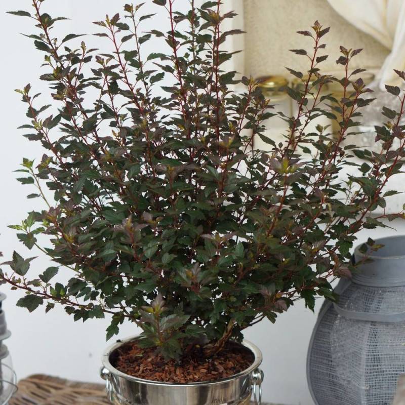 Physocarpus Little Joker® 'Hoogi041', Physocarpe à fleurs Blanche/ - feuillage Caduc - Pot de 3L - 40/60 cm - Image 1
