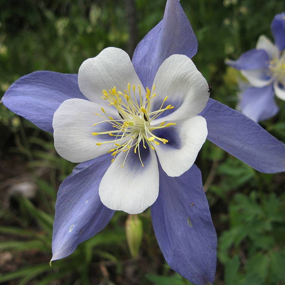 Promesse de Fleurs - Ancolie, Aquilegia sibirica Godet de 8/9 cm
