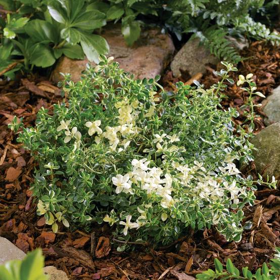 Thymus pulegioides Foxley - Thym faux pouliot Godet de 8/9 cm