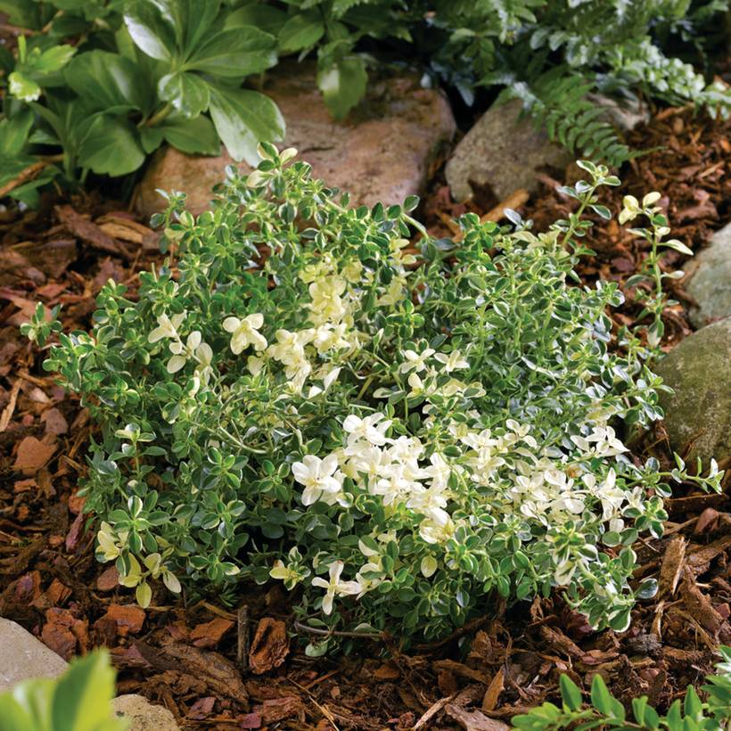 Thymus pulegioides Foxley - Thym faux pouliot Godet de 8/9 cm