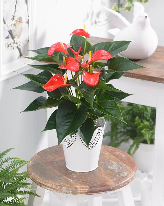 Gardenersdream - Plante Tropicale À Fleurs Flamant Rose – Anthurium Rouge – Plante En Pot À Offrir Pour La Maison Ou Le Bureau - GardenersDream - Image 1