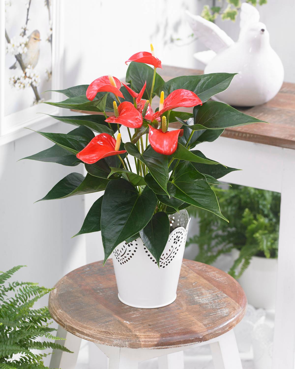 Gardenersdream - Plante Tropicale À Fleurs Flamant Rose – Anthurium Rouge – Plante En Pot À Offrir Pour La Maison Ou Le Bureau - GardenersDream - Image 1