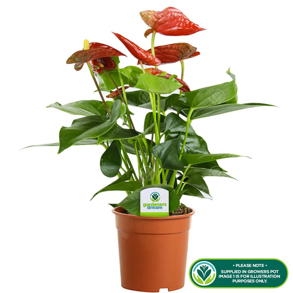 Gardenersdream - Plante Tropicale À Fleurs Flamant Rose – Anthurium Rouge – Plante En Pot À Offrir Pour La Maison Ou Le Bureau - GardenersDream - Image 2