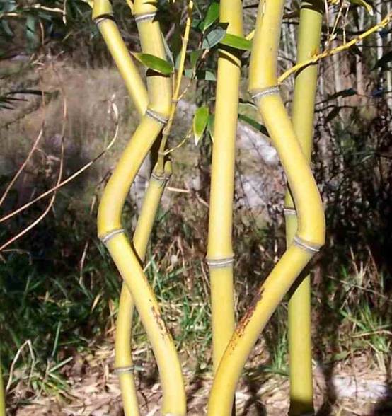 0 - Phyllostachys aureosulcata aureocaulis Pot de 10 litres - 120/140 cm - Image 2