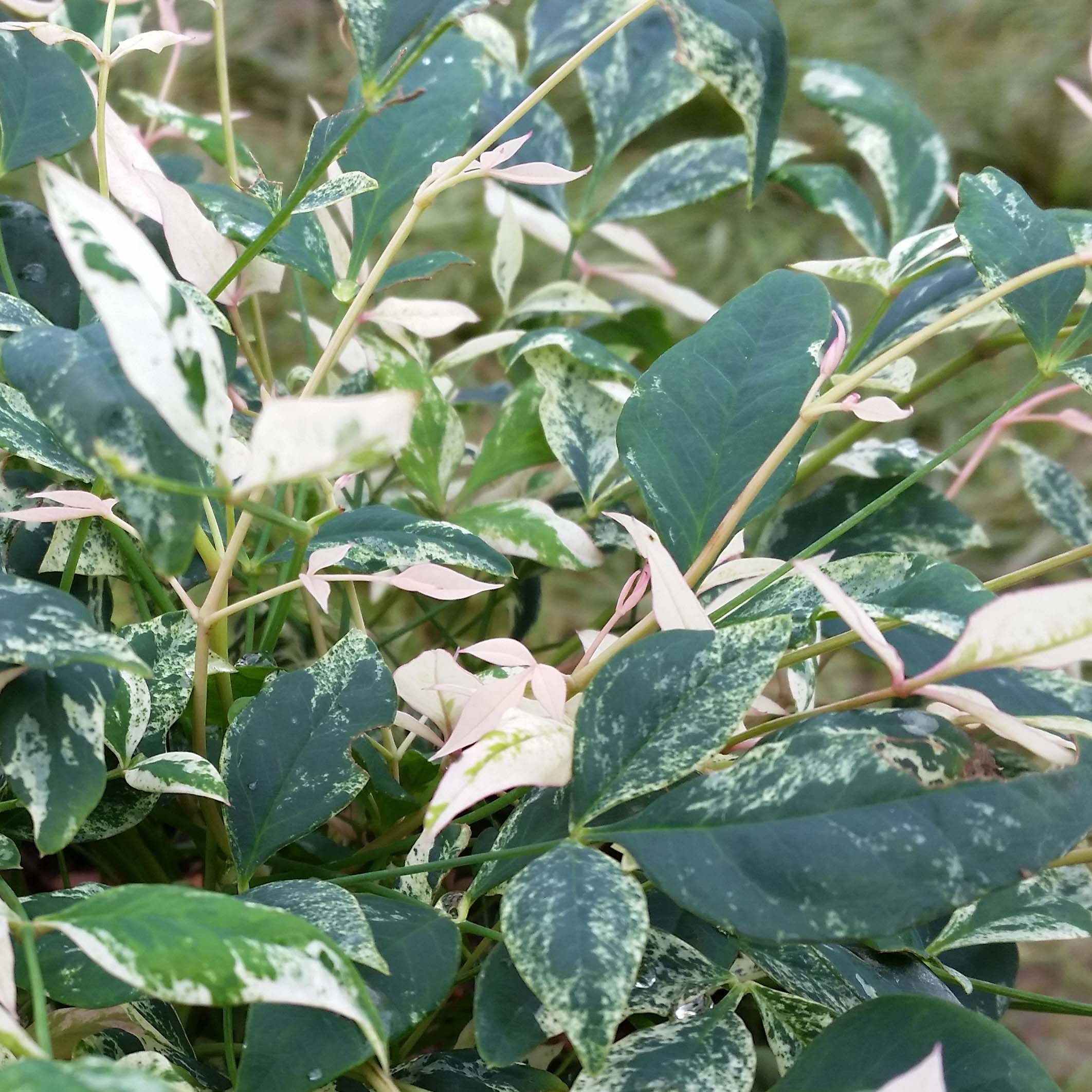 Promesse de Fleurs - Nandina domestica Twilight - Bambou sacré Pot de 7,5L/10L