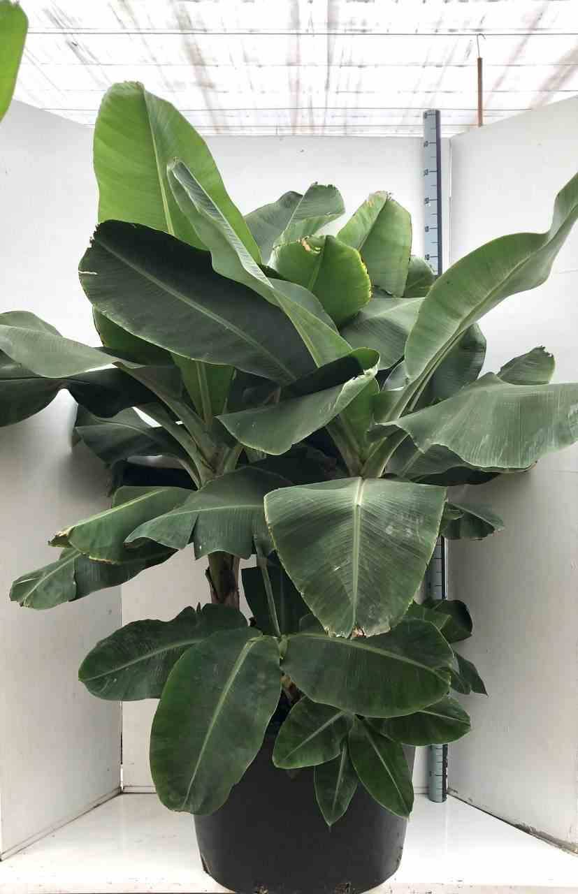 0 - Bananier Musa acuminata cv. super darf Cavendish Pot de 65L - 180/200cm - Image 3