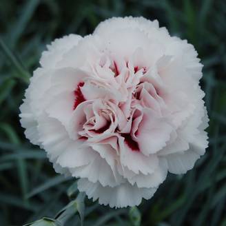 Dianthus plumarius Cranmere Pool - Oeillet mignardise Godet de 7/8 cm