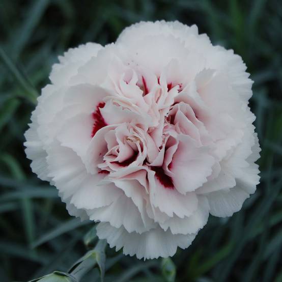 Dianthus plumarius Cranmere Pool - Oeillet mignardise Godet de 7/8 cm