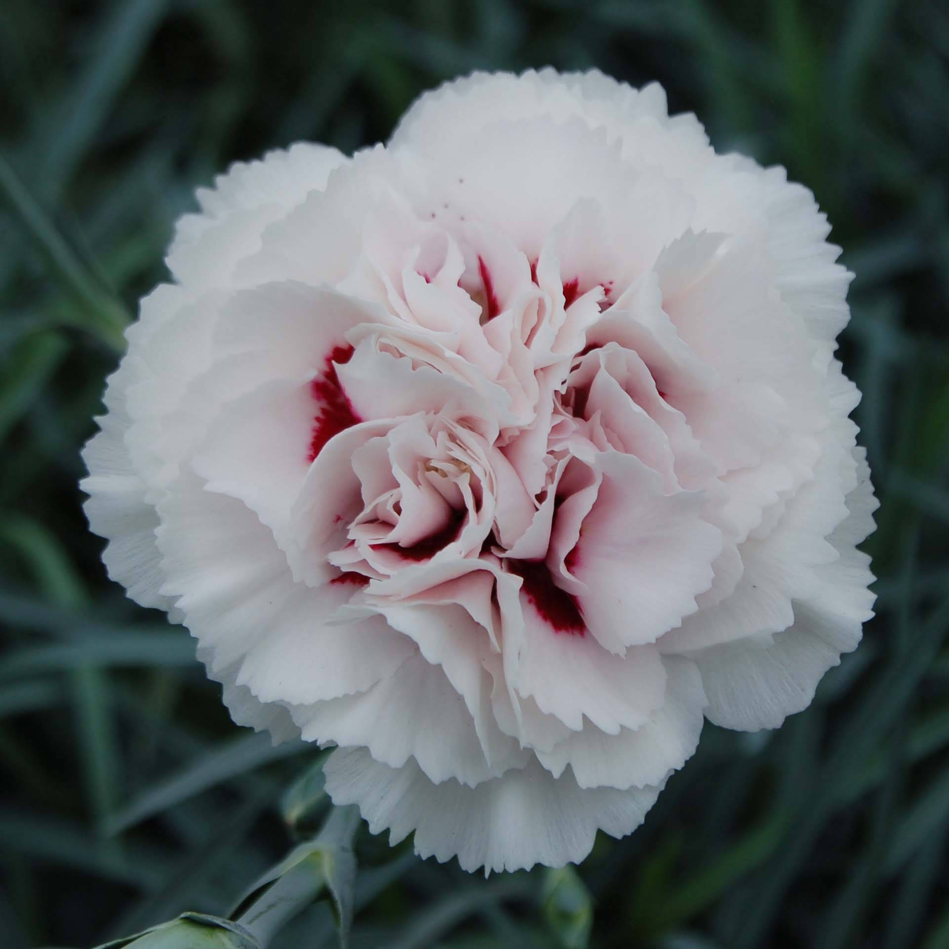 Dianthus plumarius Cranmere Pool - Oeillet mignardise Godet de 7/8 cm