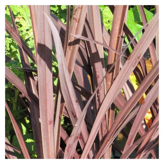 Cordyline australe Red Star - Pot de 7,5L - 60/80 cm - Image 1