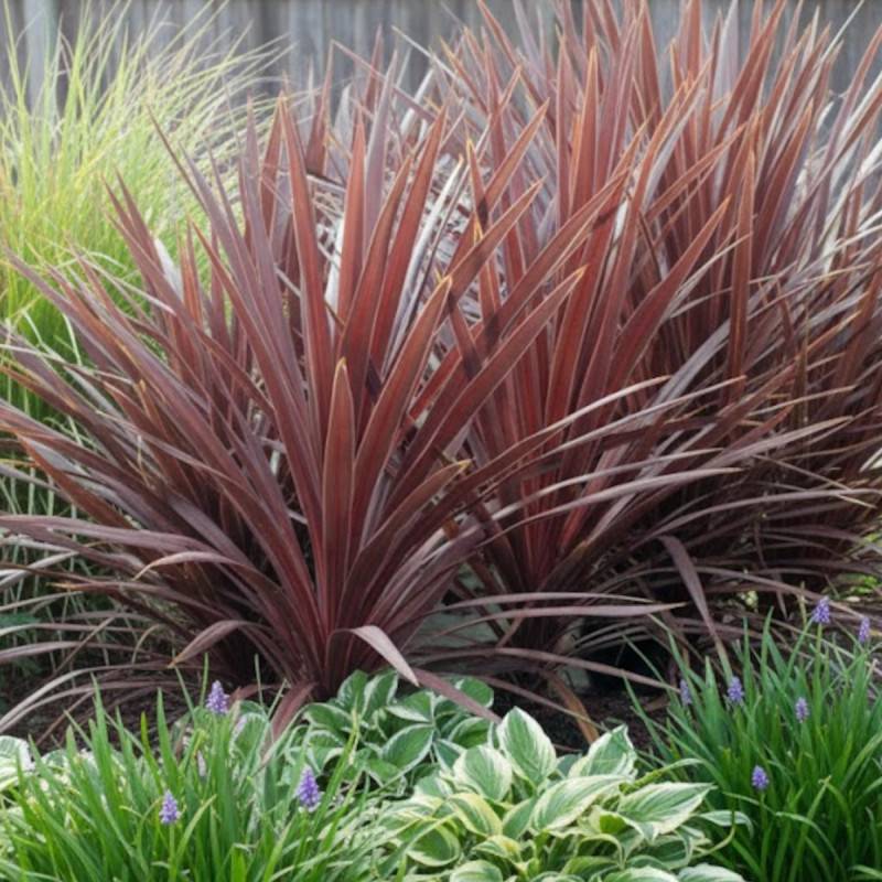 Cordyline australe Red Star - Pot de 7,5L - 60/80 cm - Image 3