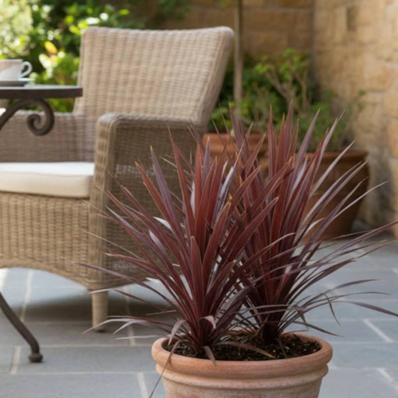 Cordyline australe Red Star - Pot de 7,5L - 60/80 cm - Image 4