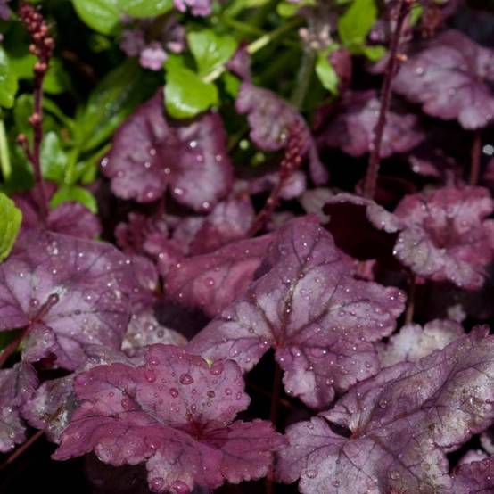 Promesse de Fleurs - Heuchère - Heuchera Plum Royale Godet de 8/9 cm