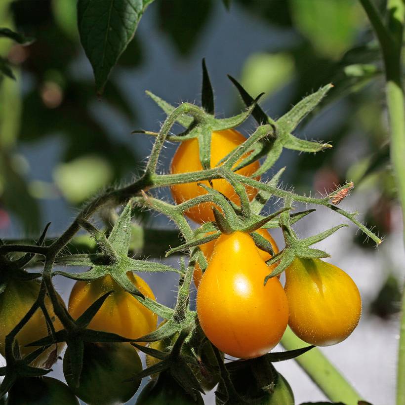 Promesse de Fleurs - Tomate cerise Yellow Pearshaped (Poire jaune) BIO le sachet de 50 graines environ (0,2g)