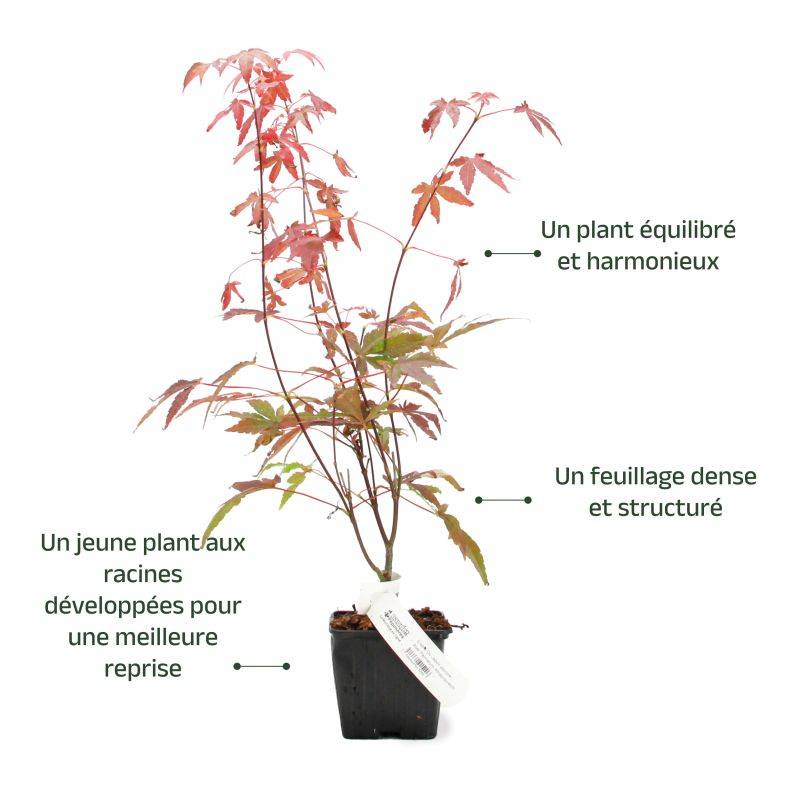 Érable du Japon 'Atropurpureum' (Acer palmatum 'Atropurpureum') - Godet 9cm - Taille 20/40cm - Pépinières Naudet - Image 3