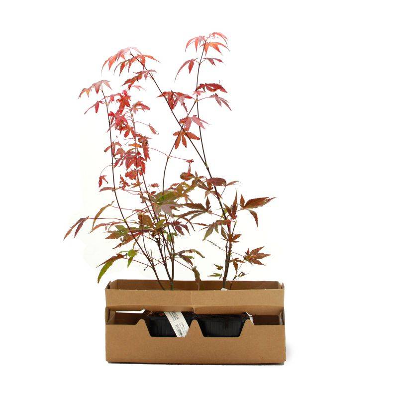 Érable du Japon 'Atropurpureum' (Acer palmatum 'Atropurpureum') - Godet 9cm - Taille 20/40cm - Pépinières Naudet - Image 4