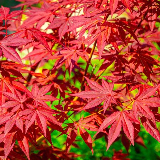 Érable du Japon 'Atropurpureum' (Acer palmatum 'Atropurpureum') - Godet 9cm - Taille 20/40cm - Pépinières Naudet - Image 1