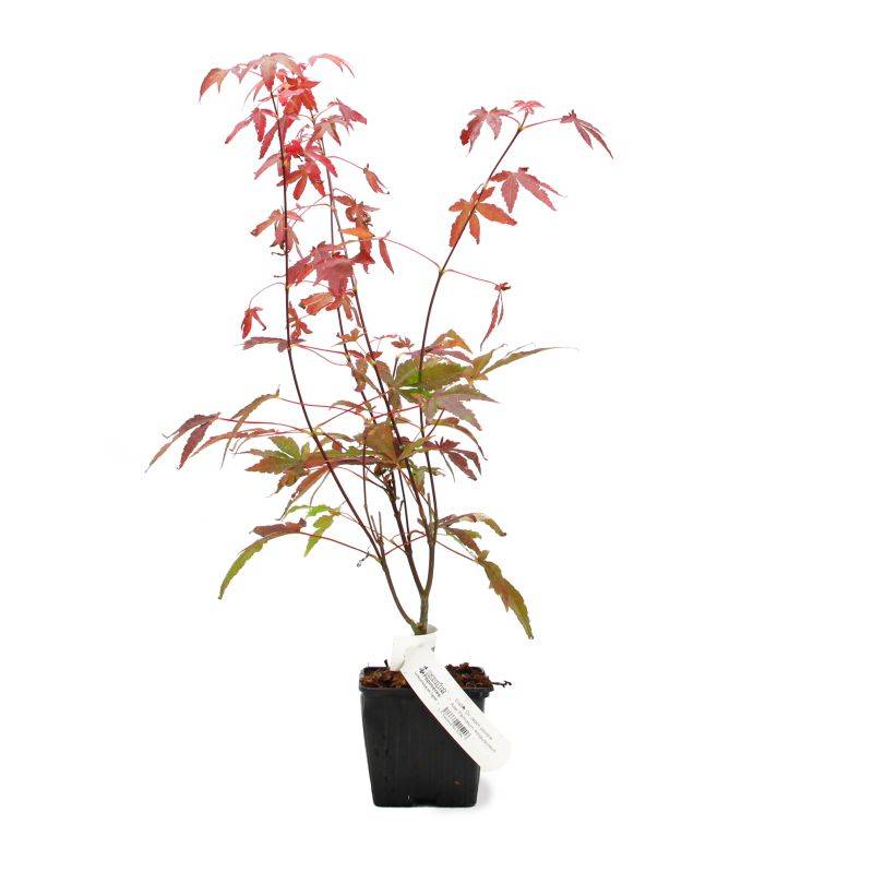 Érable du Japon 'Atropurpureum' (Acer palmatum 'Atropurpureum') - Godet 9cm - Taille 20/40cm - Pépinières Naudet - Image 2