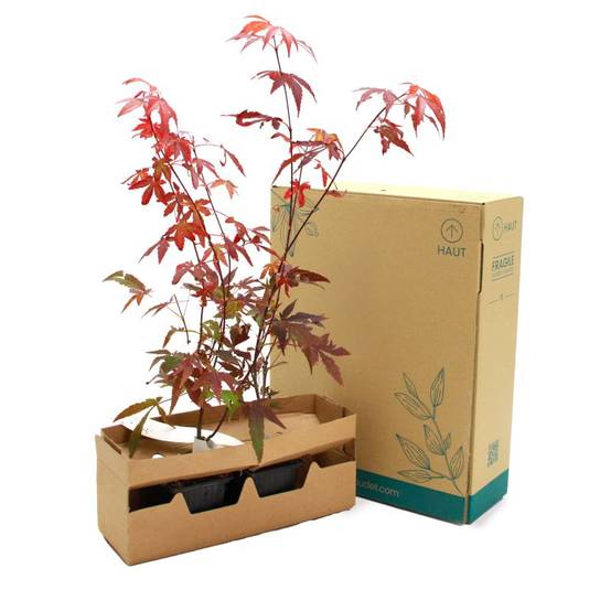 Érable du Japon 'Atropurpureum' (Acer palmatum 'Atropurpureum') - Godet 9cm - Taille 20/40cm - Pépinières Naudet - Image 5