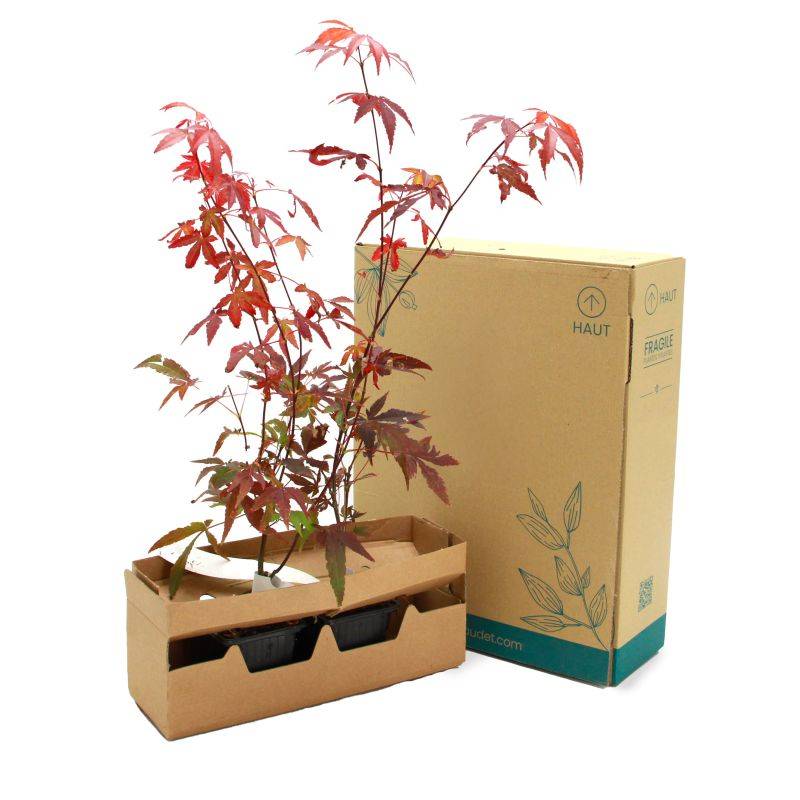 Érable du Japon 'Atropurpureum' (Acer palmatum 'Atropurpureum') - Godet 9cm - Taille 20/40cm - Pépinières Naudet - Image 5