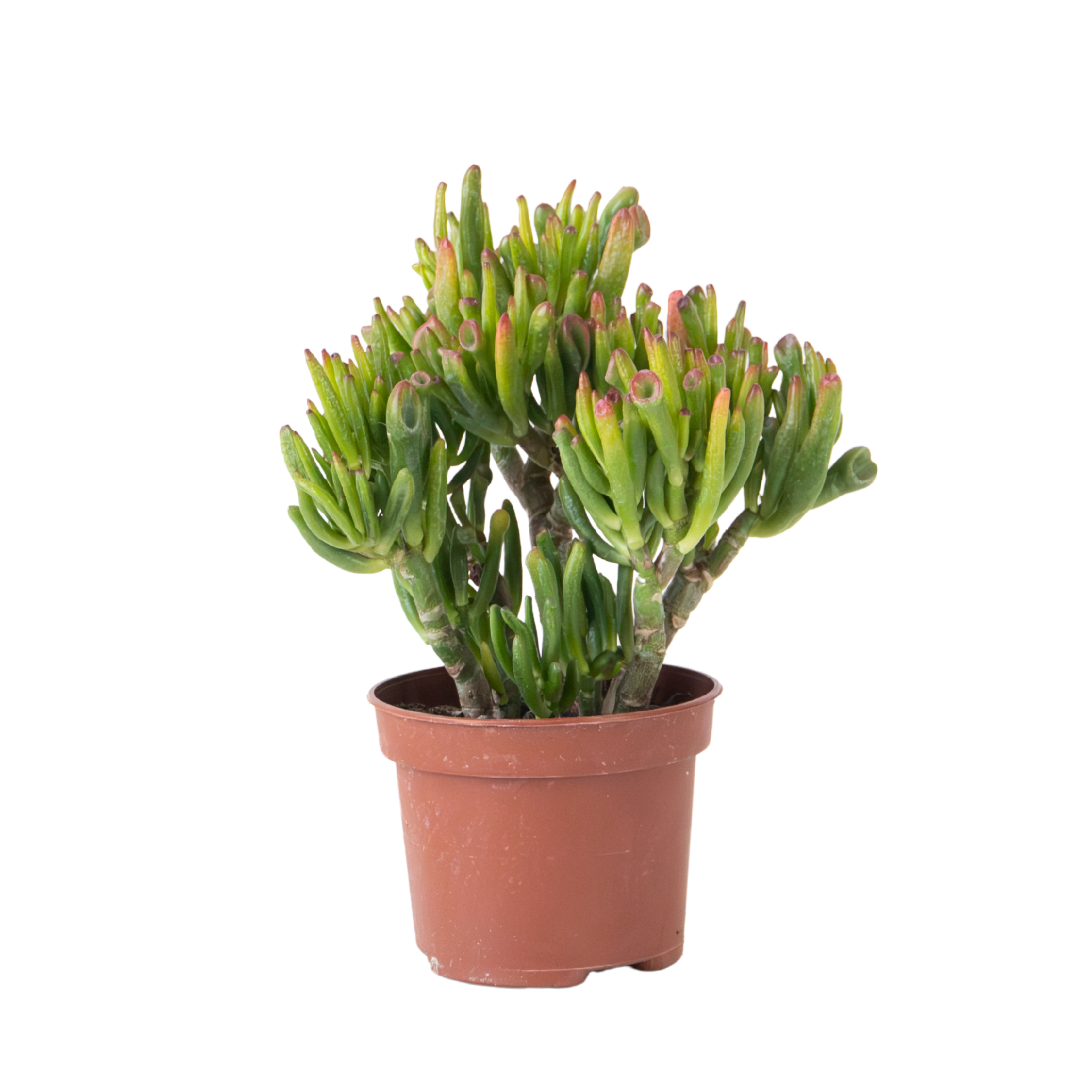 Plant In A Box - Arbre de jade - Crassula ovata 'Hobbit' - Hauteur 10-20cm - ⌀12cm - Image 1