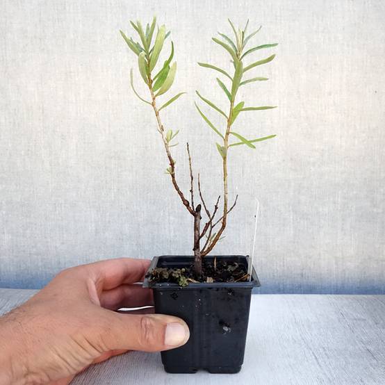 Hippophae rhamnoides Leikora - Argousier femelle Godet de 8/9 cm - Image 2