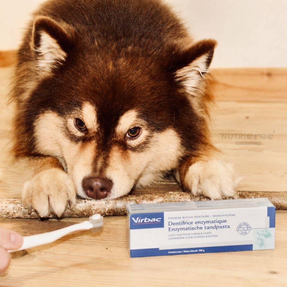 DENTIFRICE enzymatique CHIEN CHAT - VIRBAC 70 g - Image 3