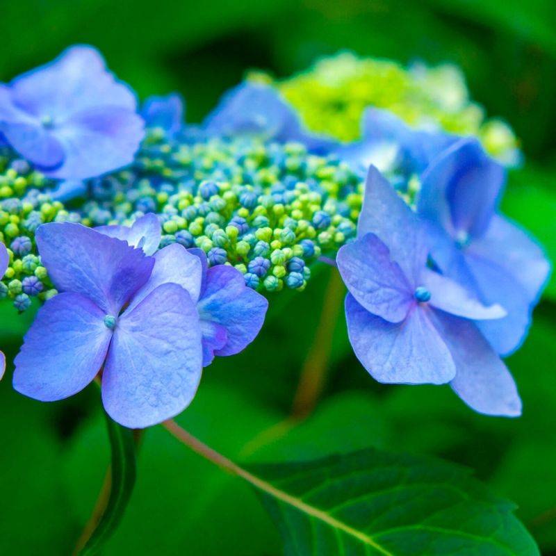 Hortensia à Bonnet de Dentelle 'Blue Bird' (Hydrangea Serrata) - Godet - Taille 13/25cm - Pépinières Naudet - Image 1