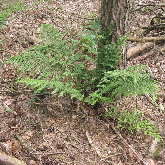 Dryopteris dilatata - Fougère dilatée Godet de 8/9 cm