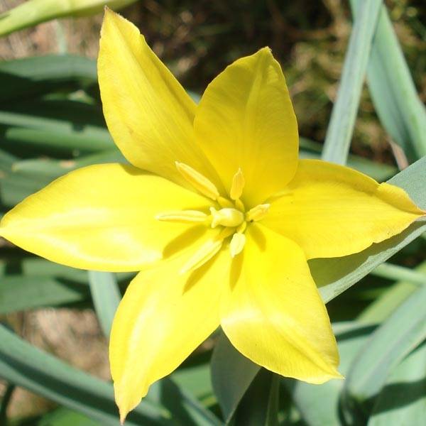 Promesse de Fleurs - Tulipe botanique kolpakowskiana Bulbe calibre 6+ (par 10)