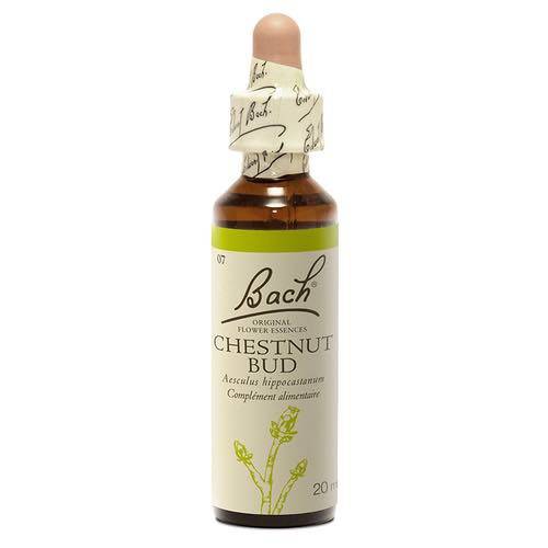 Chestnut Bud - Fleurs de Bach® n°7 Fleur de Bach