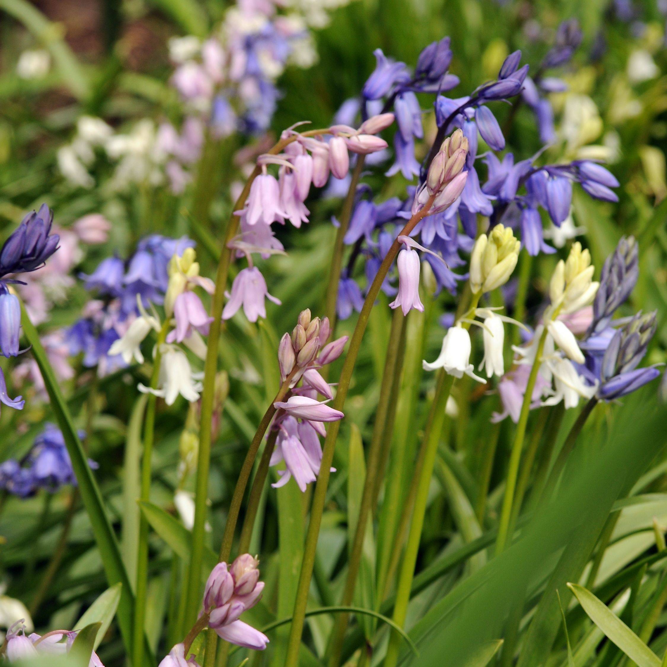 Plant In A Box - Jacinthe - Set de 40 - Hyacinthoides Hispanica - Bulbes à fleurs - Image 2