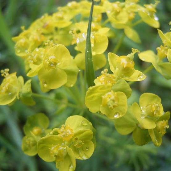 Euphorbe Petit-Cyprès - Euphorbia cyparissias Godet de 8/9 cm