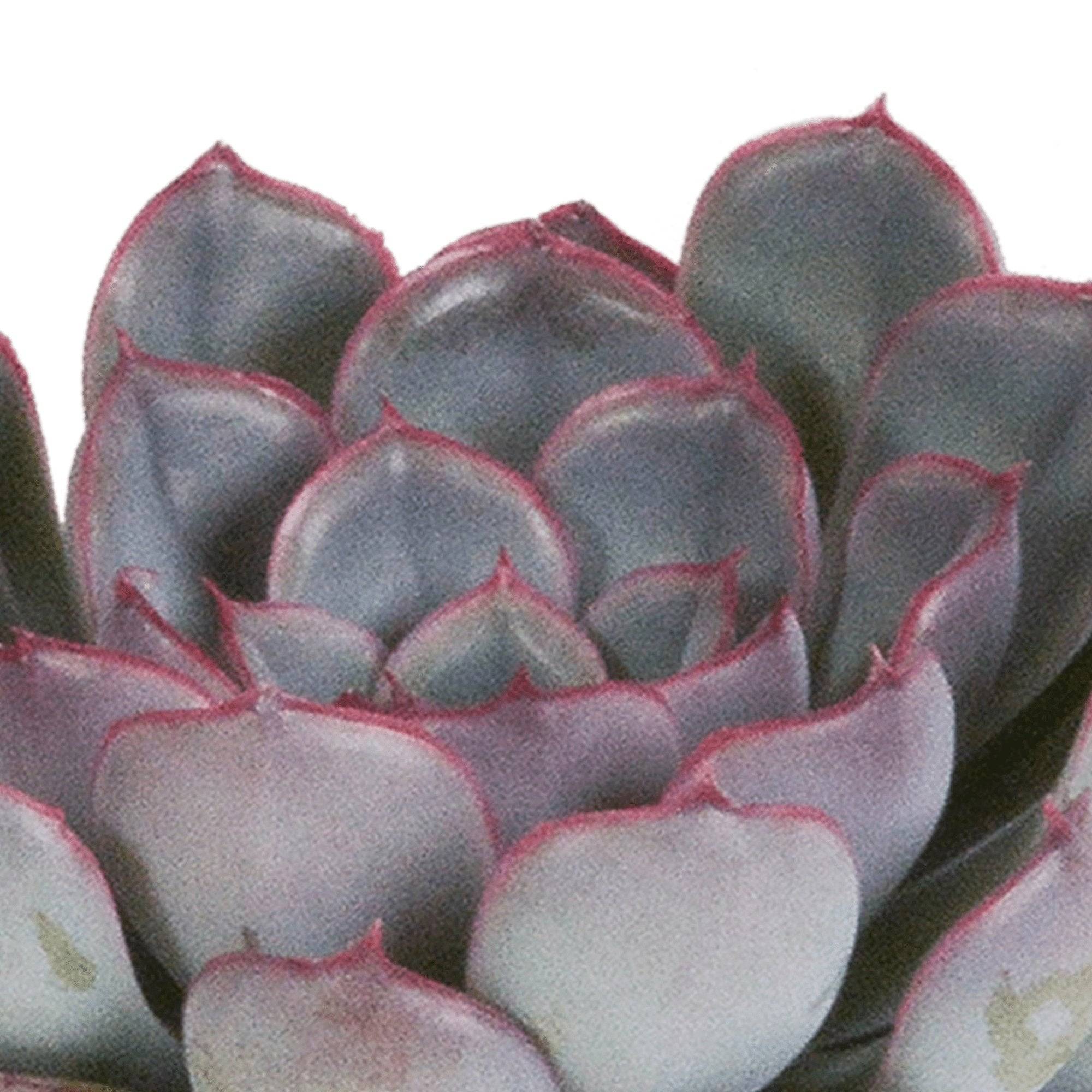La Green Touch - Echeveria, box de 3 plantes, h15cm- La Green Touch - Image 4