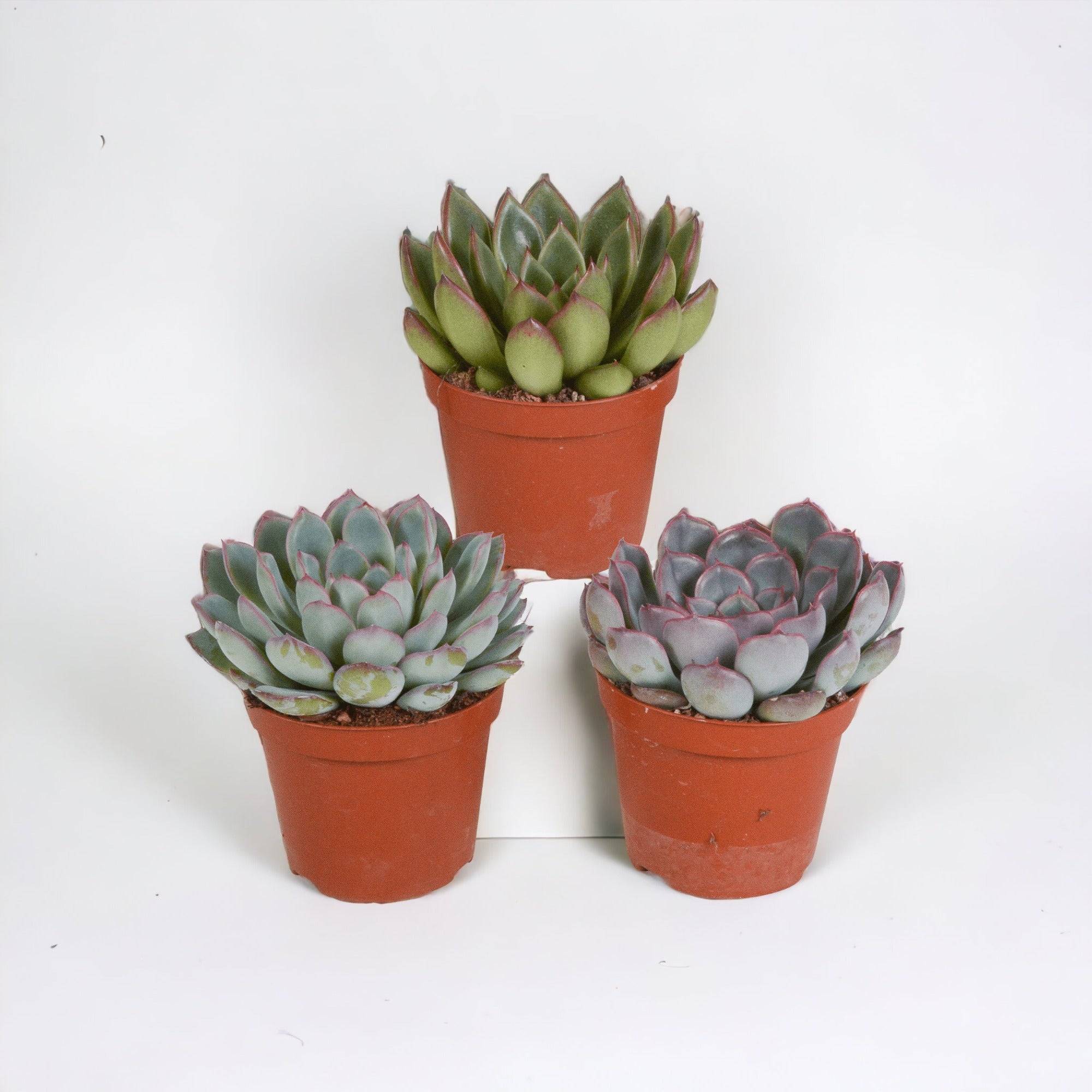 La Green Touch - Echeveria, box de 3 plantes, h15cm- La Green Touch