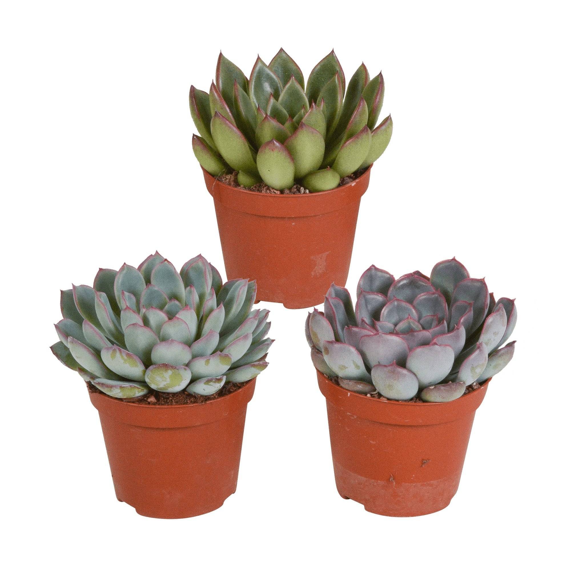 La Green Touch - Echeveria, box de 3 plantes, h15cm- La Green Touch - Image 2