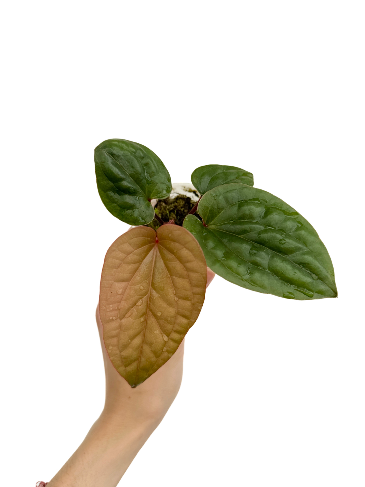 Anthurium Radicans x Luxurians - Pot de 6cm - Plantes d'intérieur - Image 6