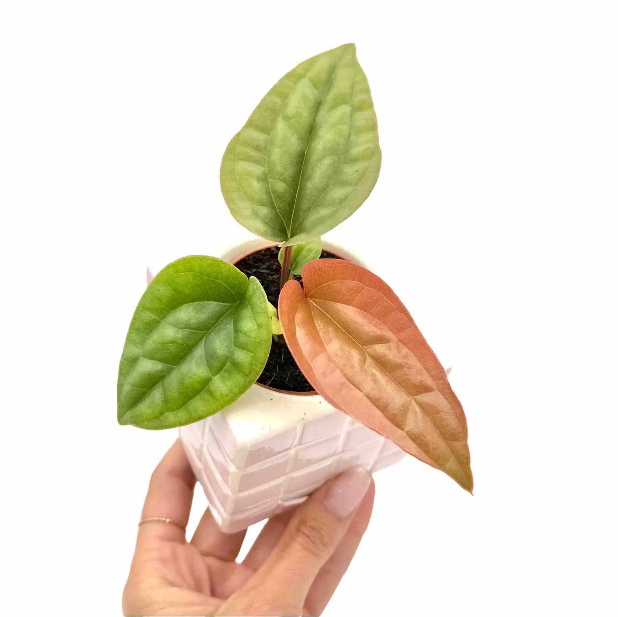 Anthurium Radicans x Luxurians - Pot de 6cm - Plantes d'intérieur - Image 1