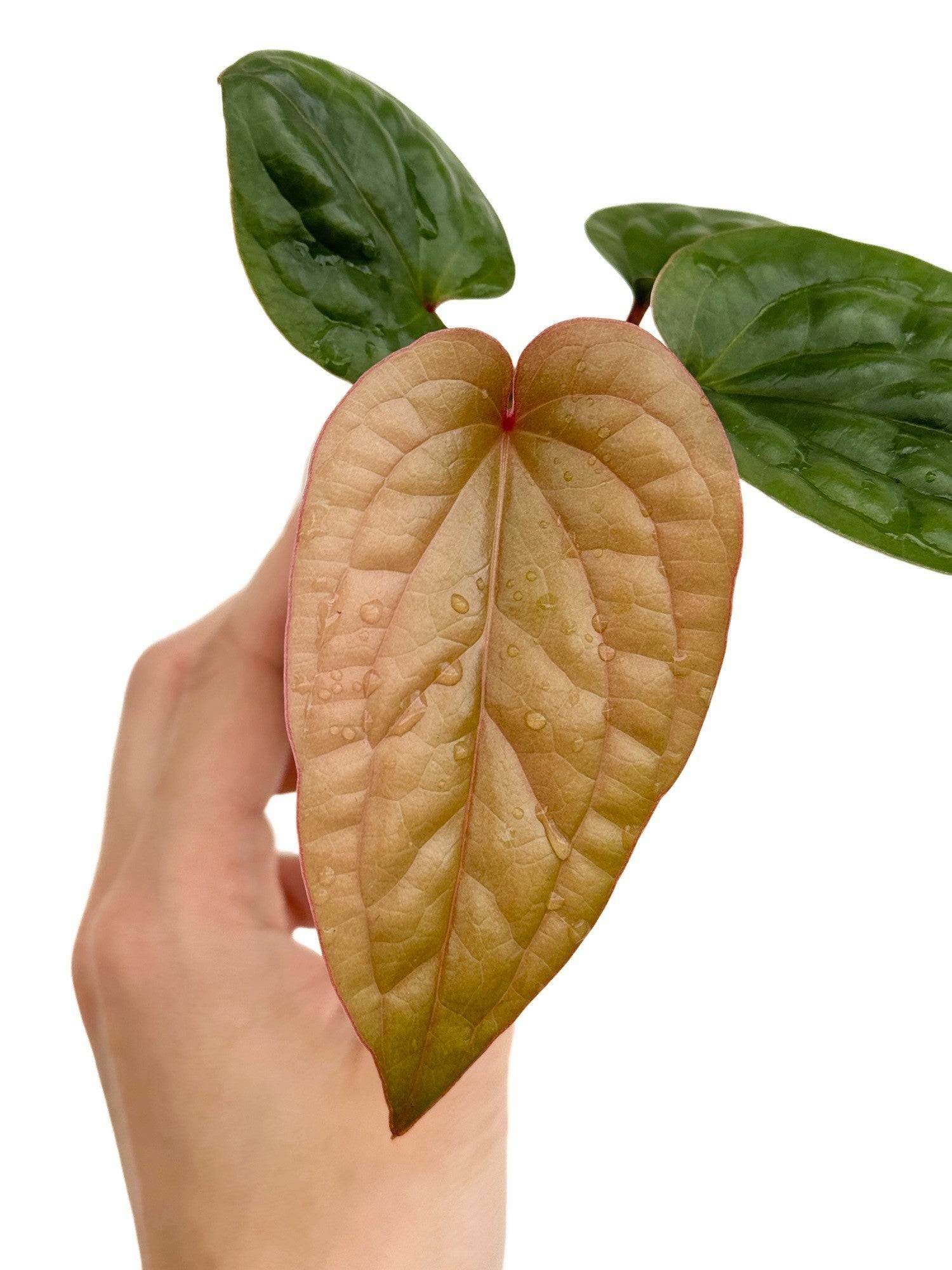 Anthurium Radicans x Luxurians - Pot de 6cm - Plantes d'intérieur - Image 5