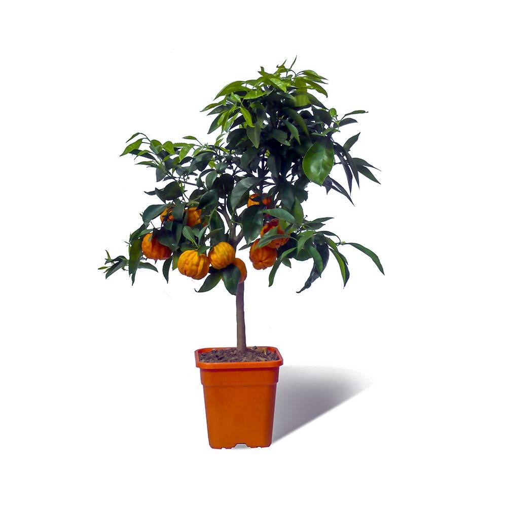 Sans Marque - Oranger amer | Bigaradier bizzaria - Pot carré de 5 litres, hauteur 40/60 cm