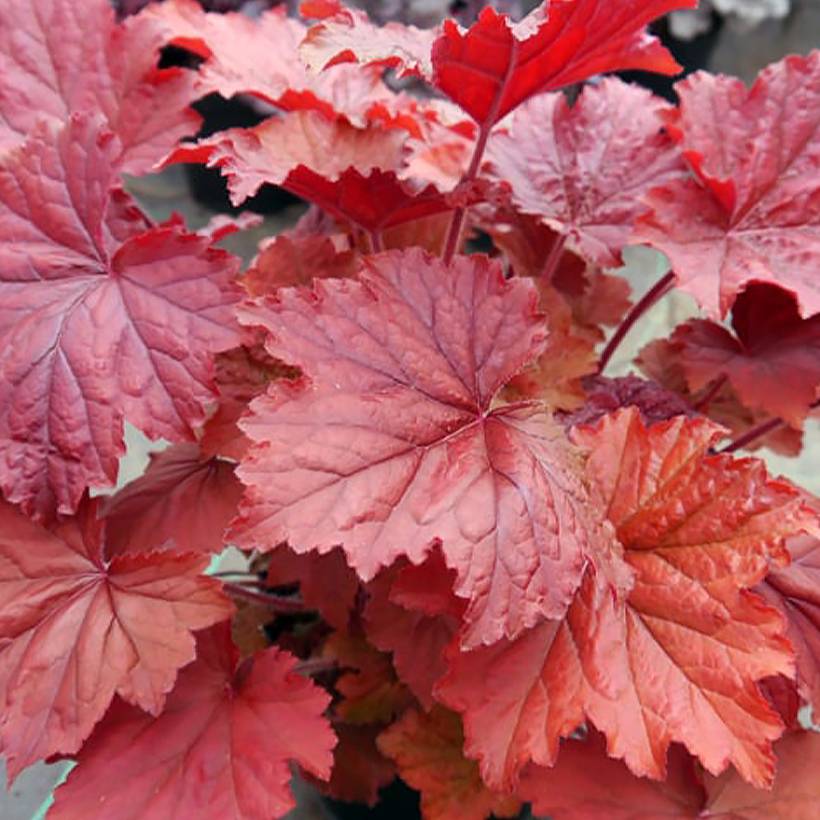 Promesse de Fleurs - Heuchère - Heuchera Bloody Dinosaur Godet de 8/9 cm