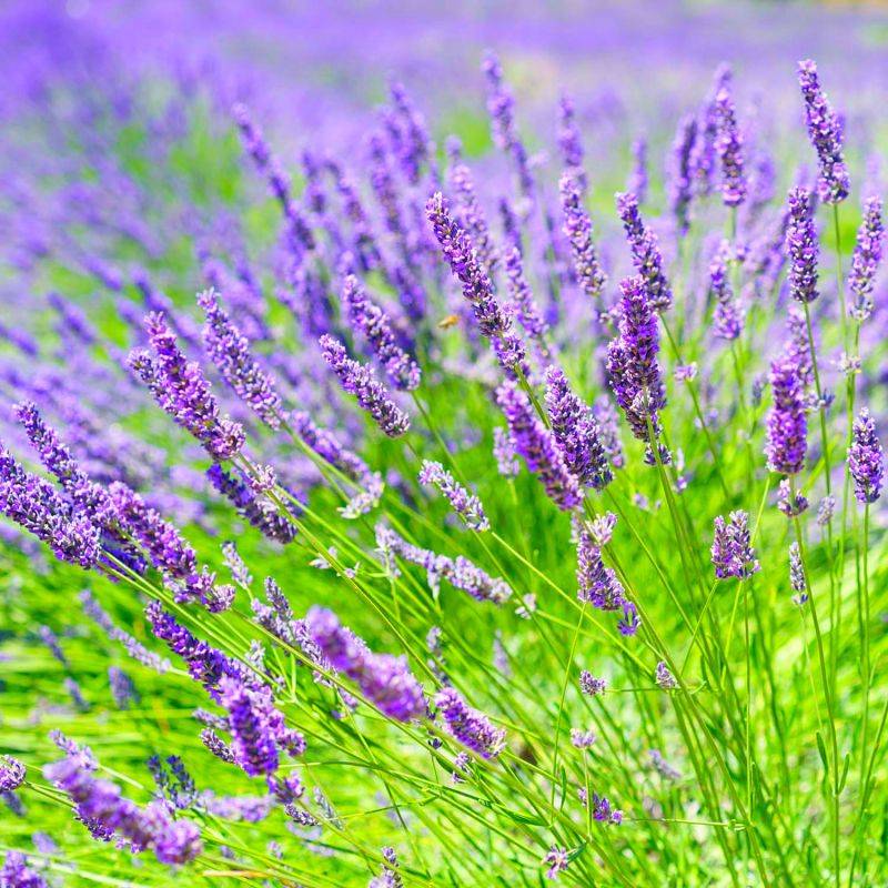 10 Lavande 'Grosso' (Lanvandula 'X Intermedia Grosso') - Haie de Lavande -  - Pépinières Naudet - Image 2