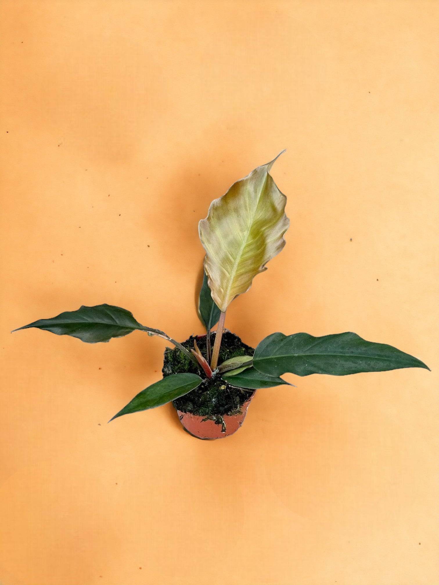 Philodendron Choco Empress- La Green Touch