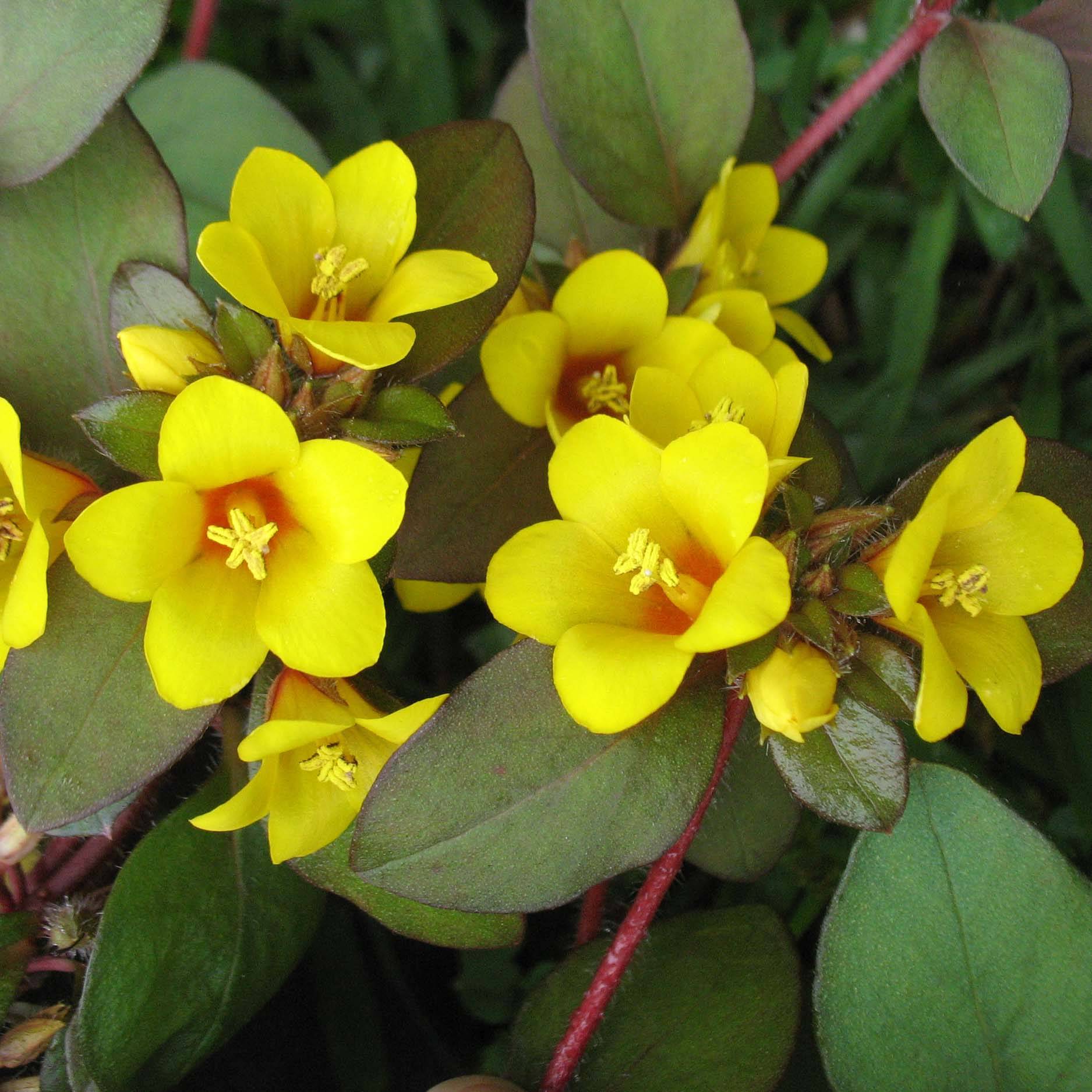 Promesse de Fleurs - Lysimachia congestiflora - Lysimache Godet de 8/9 cm