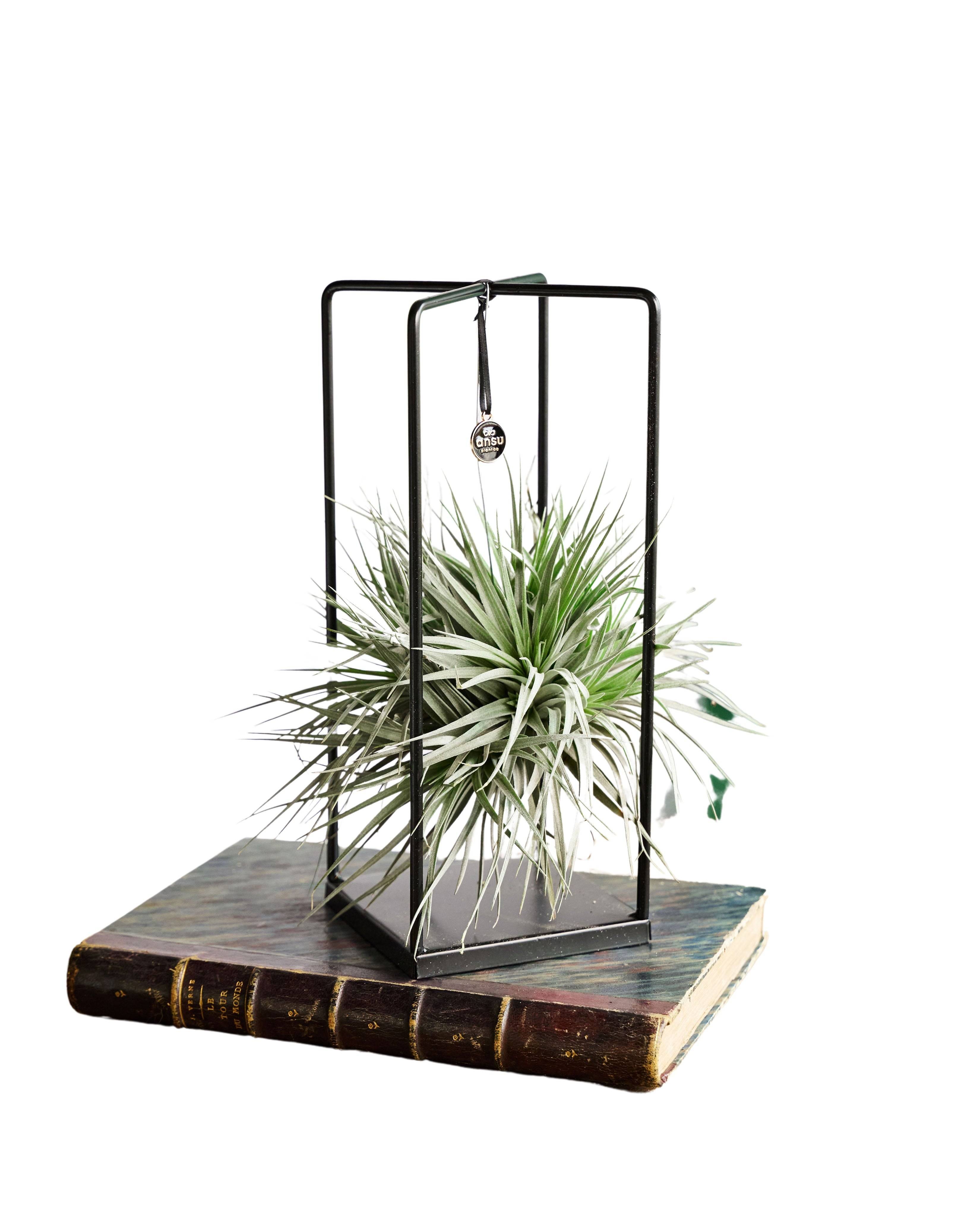 Tillandsia et son support en cube 20cm - Plante d'intérieur- La Green Touch - Image 1