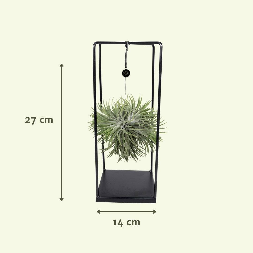 Tillandsia et son support en cube 20cm - Plante d'intérieur- La Green Touch - Image 4